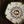 Rabbit Square Plate with Coin Pattern
